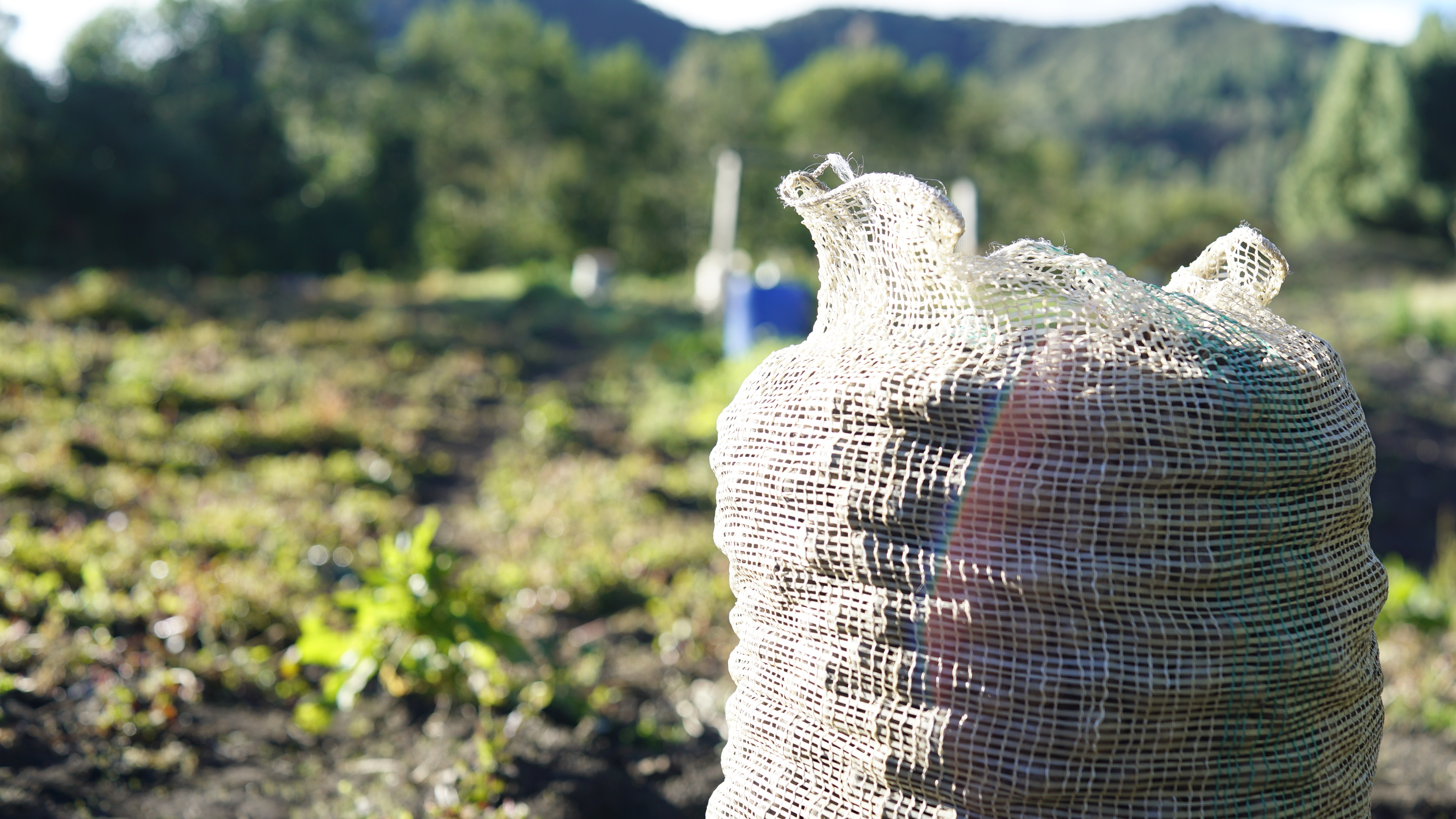 fotografía de un bulto de papa ubicado en un cultivo, es de mañana, hay sol, tiempo seco y el contexto es rutal