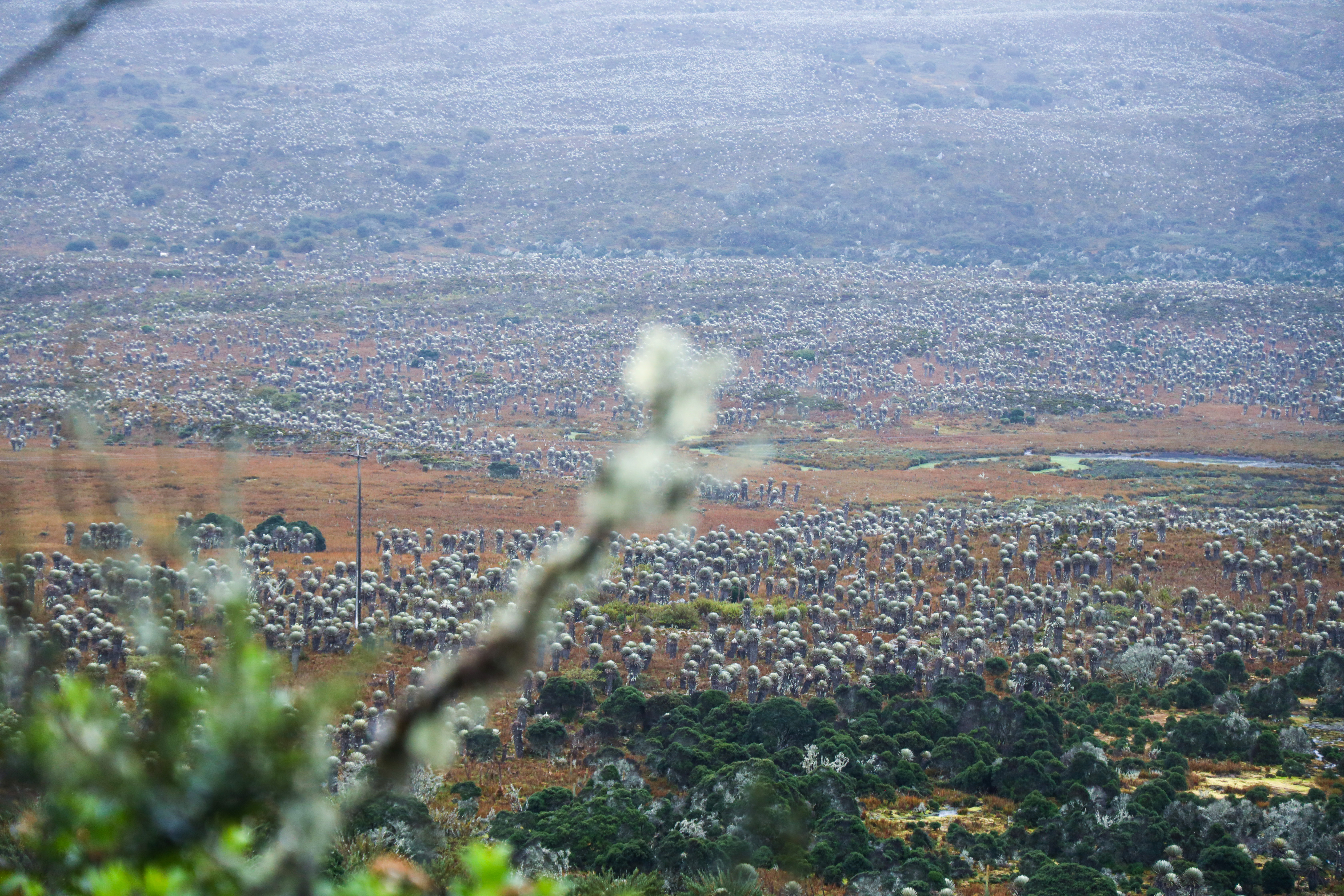 Páramo de Sumapaz 