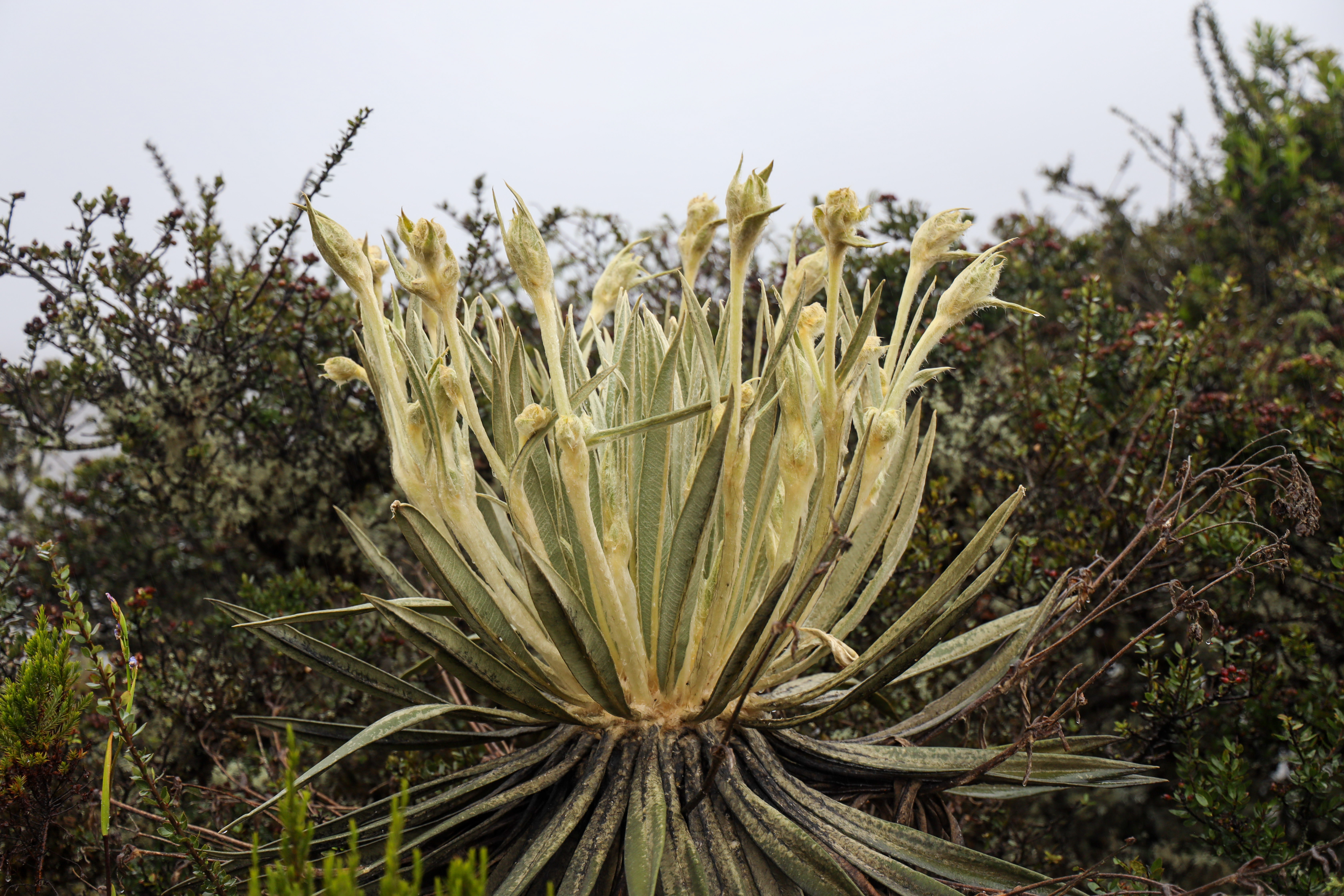 Páramo de Sumapaz 