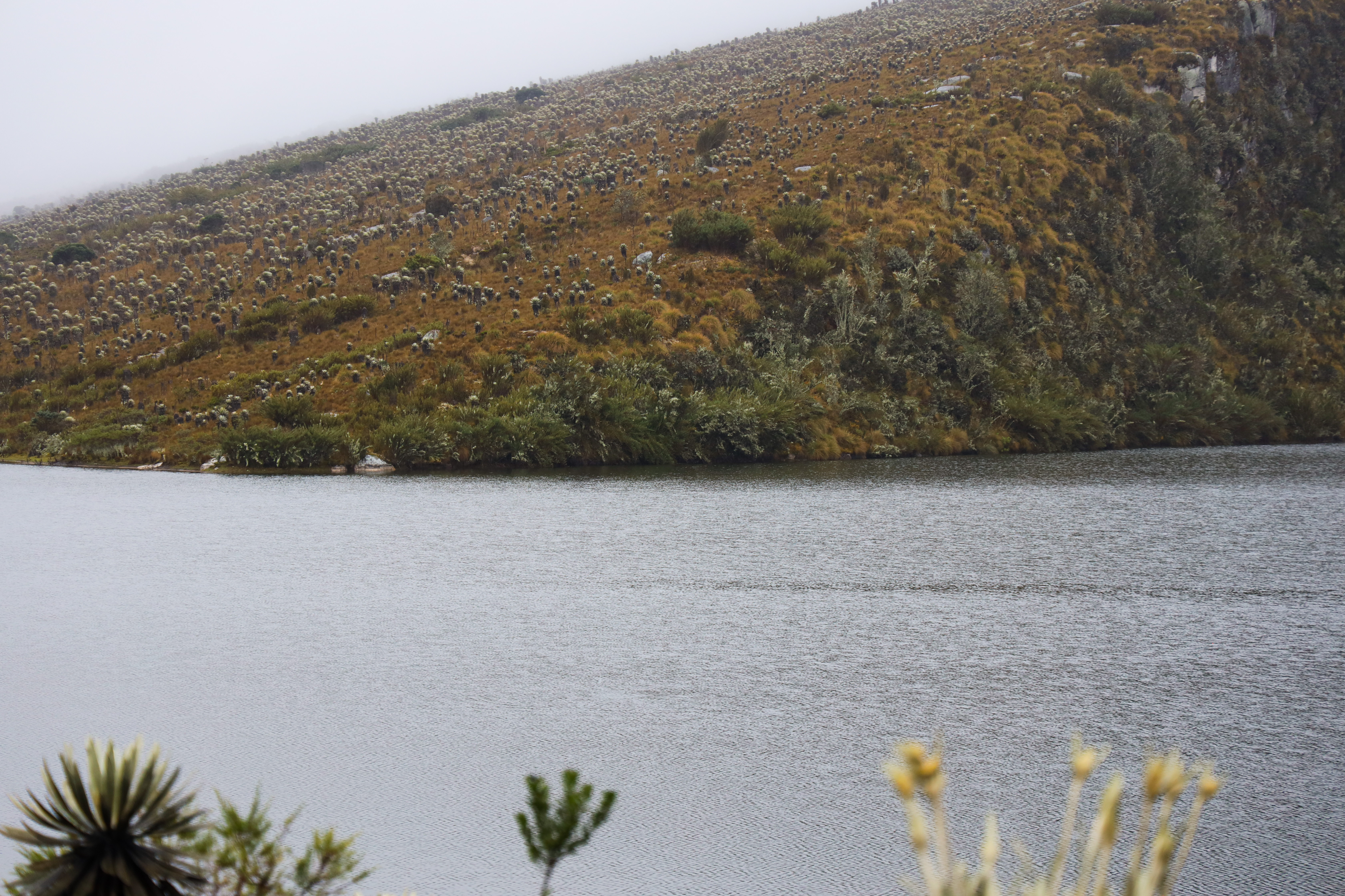 Páramo de Sumapaz 