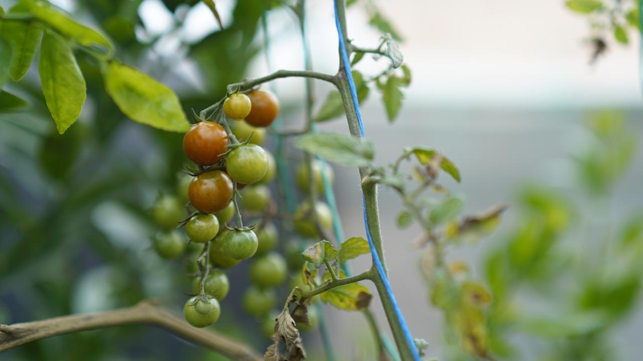 Fotografía de una planta de tomate cherry con la que se enmarca la noticia de las organizaciones que se beneficiarán con el programa Asociaciones que nutren nuestra región