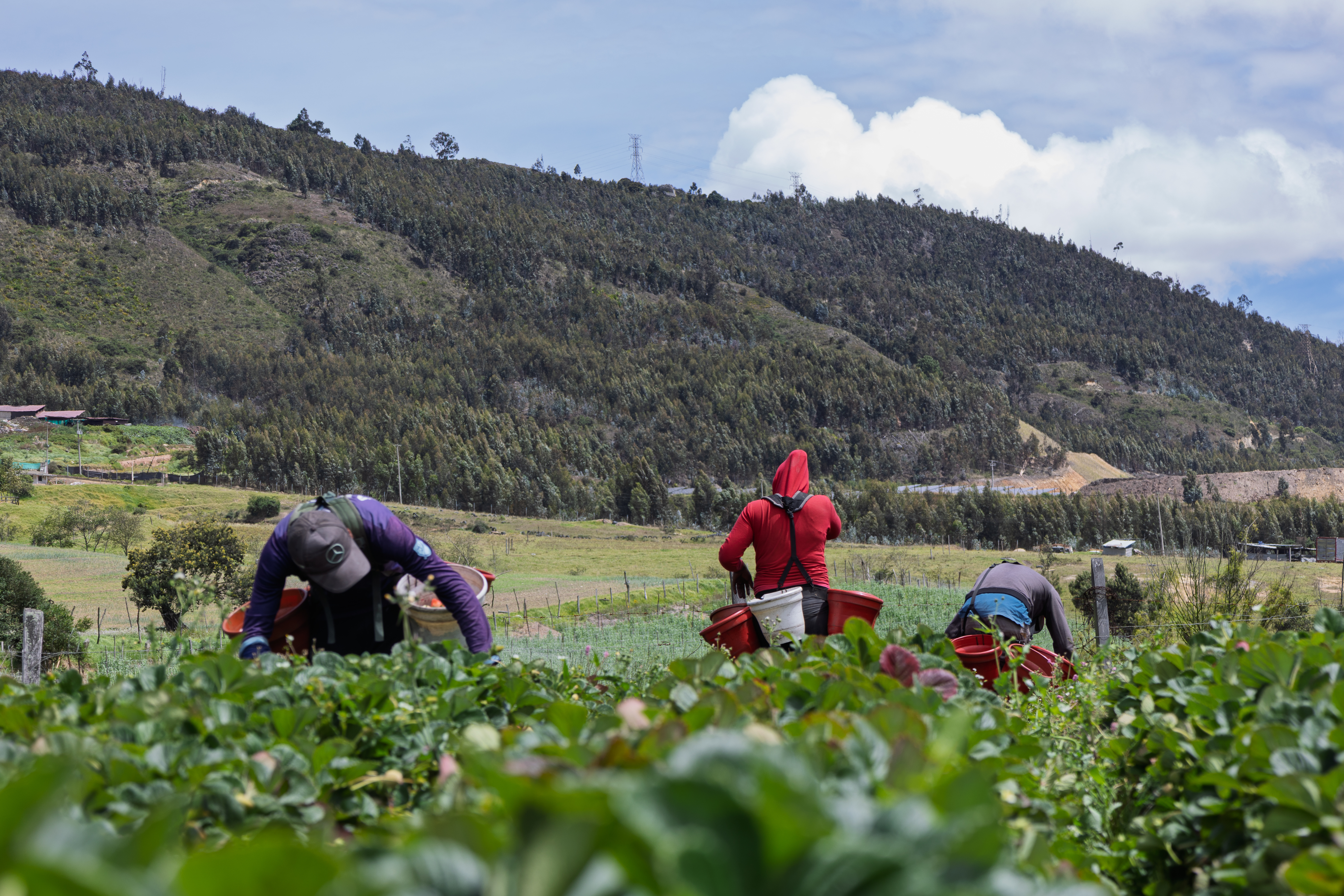 Fotografía de campesinos recolectando fresas