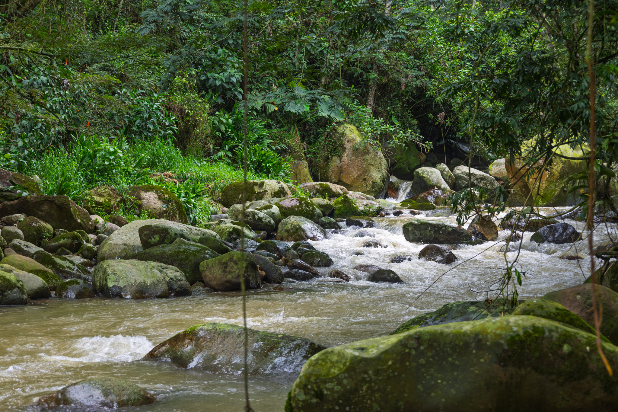 Fotografía de un río que pasa entre rocas, mientras una espesa vegetación aparece en las orillas.