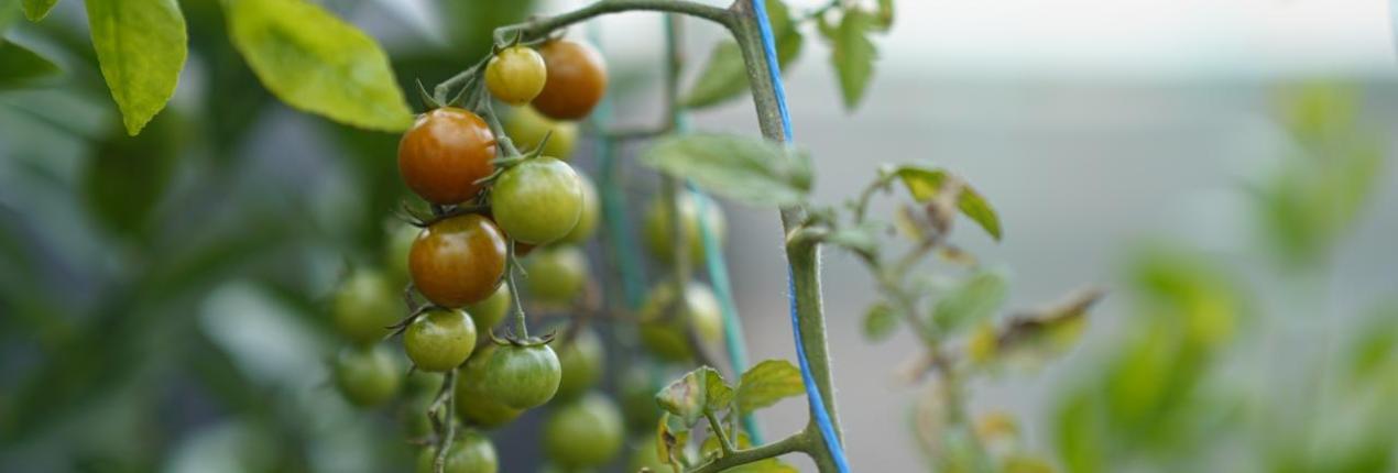 Fotografía de una planta de tomate cherry con la que se enmarca la noticia de las organizaciones que se beneficiarán con el programa Asociaciones que nutren nuestra región