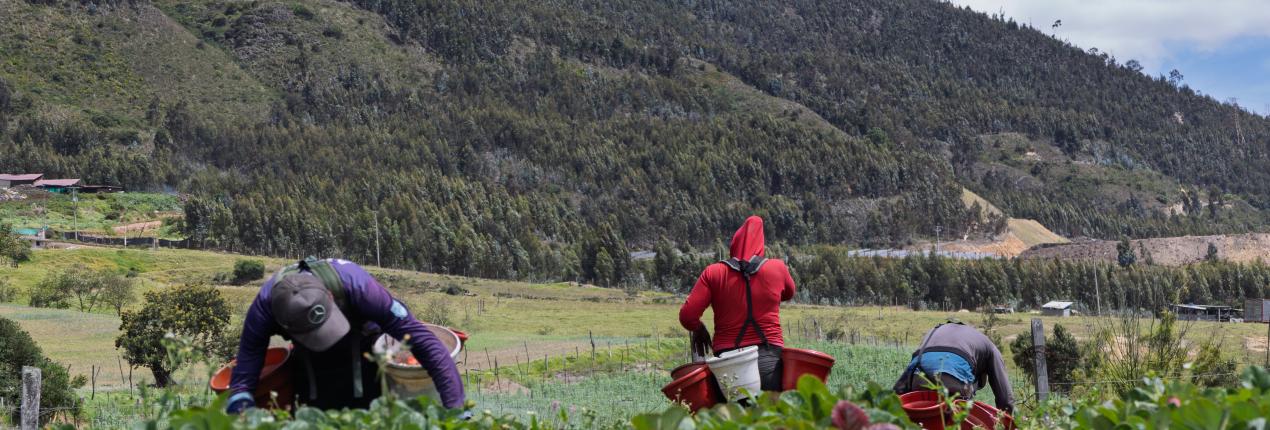 Fotografía de campesinos recolectando fresas