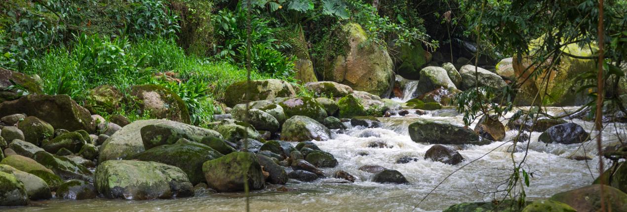 Fotografía de un río que pasa entre rocas, mientras una espesa vegetación aparece en las orillas.