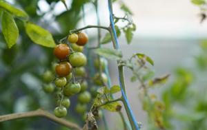 Fotografía de una planta de tomate cherry con la que se enmarca la noticia de las organizaciones que se beneficiarán con el programa Asociaciones que nutren nuestra región