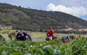 Fotografía de campesinos recolectando fresas