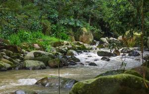 Fotografía de un río que pasa entre rocas, mientras una espesa vegetación aparece en las orillas.