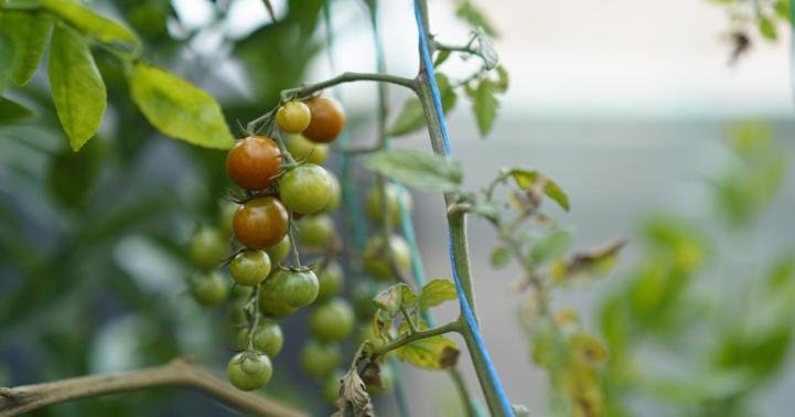 Fotografía de una planta de tomate cherry con la que se enmarca la noticia de las organizaciones que se beneficiarán con el programa Asociaciones que nutren nuestra región