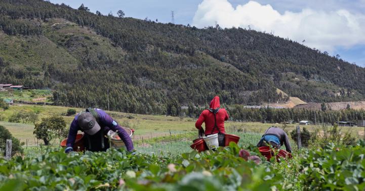 Fotografía de campesinos recolectando fresas