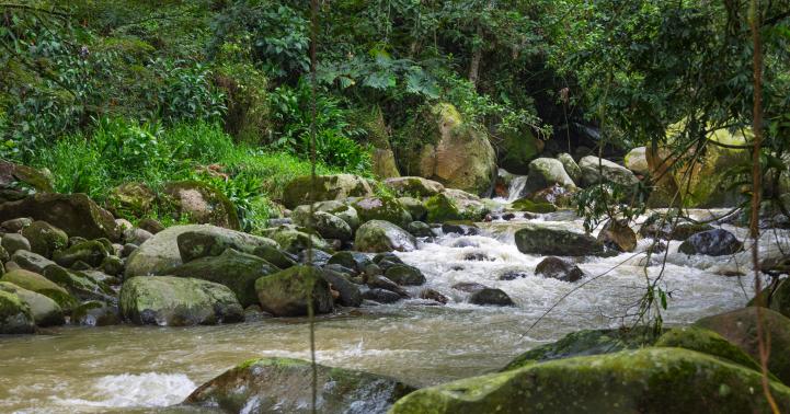 Fotografía de un río que pasa entre rocas, mientras una espesa vegetación aparece en las orillas.