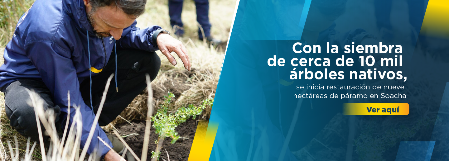 Banner en el que aparece el director de la Región Metropolitana sembrando un árbol, clic aquí para saber más sobre el proyecto de reforestación del páramo en Soacha