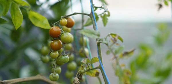 Fotografía de una planta de tomate cherry con la que se enmarca la noticia de las organizaciones que se beneficiarán con el programa Asociaciones que nutren nuestra región