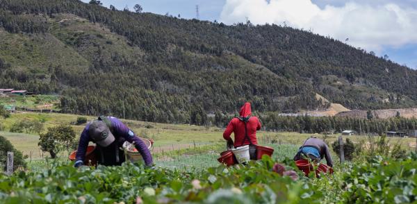 Fotografía de campesinos recolectando fresas
