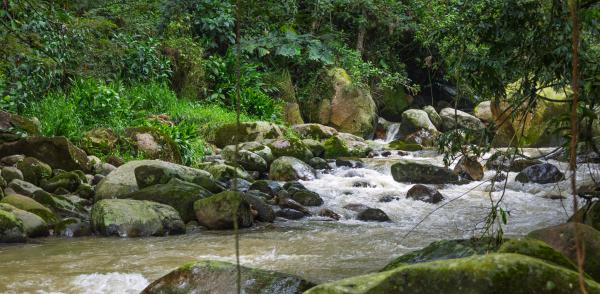 Fotografía de un río que pasa entre rocas, mientras una espesa vegetación aparece en las orillas.